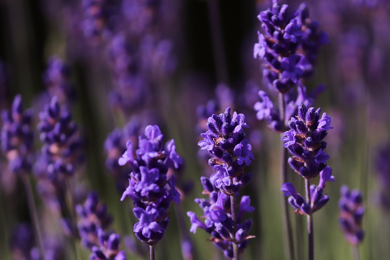 How to Grow Lavender for Scent and Beauty